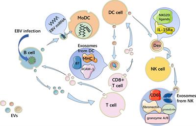 Extracellular Vesicles in Rheumatoid Arthritis and Systemic Lupus Erythematosus: Functions and Applications